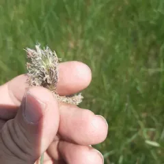 Meadow Foxtail thumbnail 4