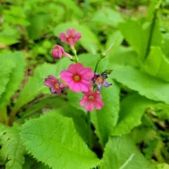 Japanese Primrose thumbnail 2