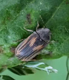 Vrilletta decorata thumbnail 1