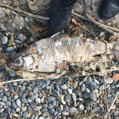 European Carp thumbnail 2