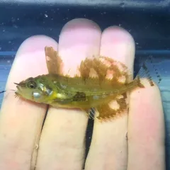 Silverspotted Sculpin thumbnail 2