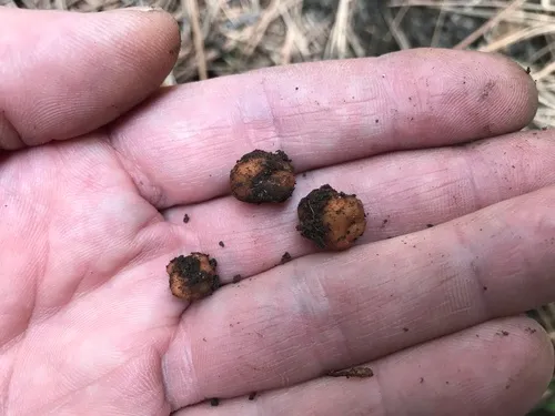 Balsamia latispora