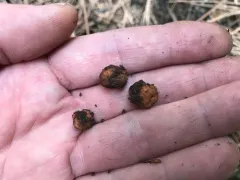 Balsamia latispora thumbnail 1
