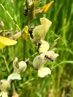 Large yellow vetch thumbnail 4