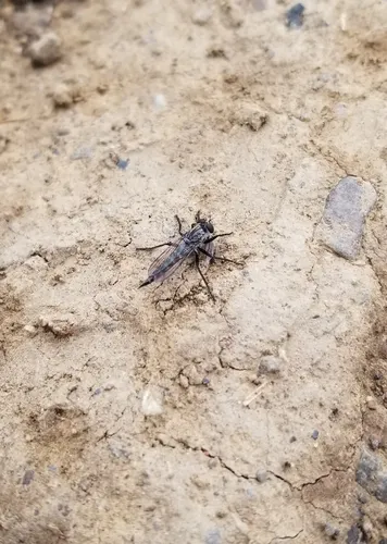 Machimus vescus