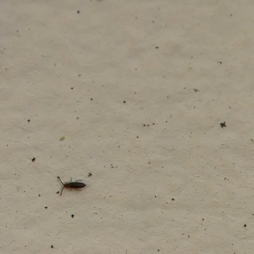 Damp Grain Springtail