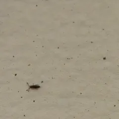 Damp Grain Springtail thumbnail 1