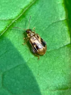 Charlie Brown Flea Beetle thumbnail 3