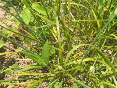 Allium Rust thumbnail 2