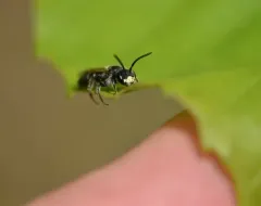 Cresson's Mining Bee thumbnail 3