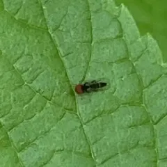 Bertamyia notata thumbnail 2