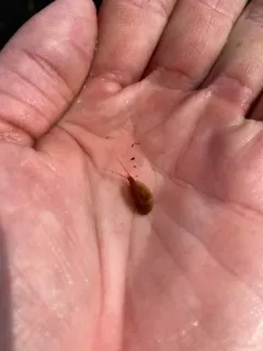 Coues Tadpole Shrimp thumbnail 4