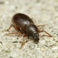 Hairy Spider Weevil thumbnail 3