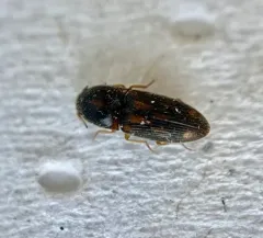 Beautiful Wireworm thumbnail 3