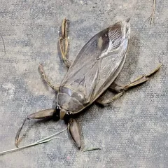 Eastern Toe-biter thumbnail 3