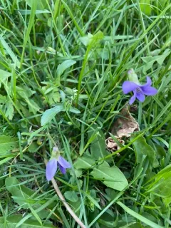 Glade Violet thumbnail 2
