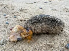 Hard-fingered Sea Cucumber thumbnail 4