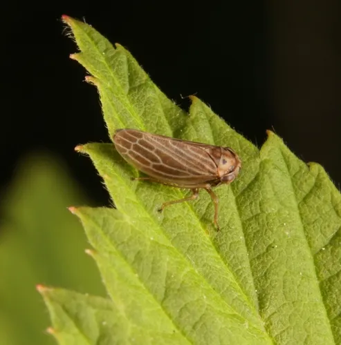 Four-spotted Clover Leafhopper
