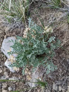 broad-keeled milkvetch thumbnail 2