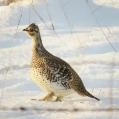 Sharp-tailed grouse