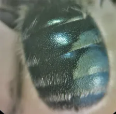 Osmia pumila thumbnail 4