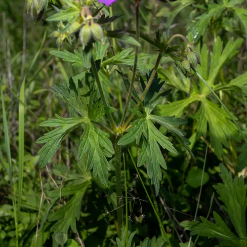Oregon Crane's-bill