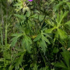Oregon Crane's-bill thumbnail 1