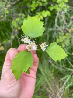 waxy-fruited hawthorn thumbnail 3
