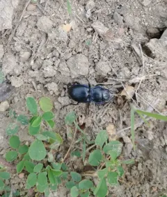 Blue-bordered Pedunculate Ground Beetle thumbnail 2