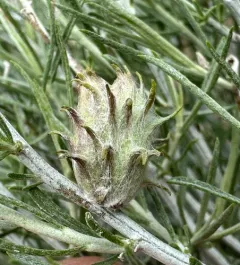 Cotton-gall Midge thumbnail 2