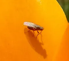 Trixoscelis flavida thumbnail 4