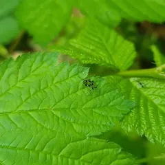 Chasmatonotus maculipennis thumbnail 3