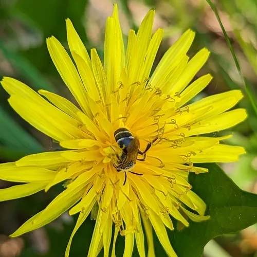 Nason's Mining Bee
