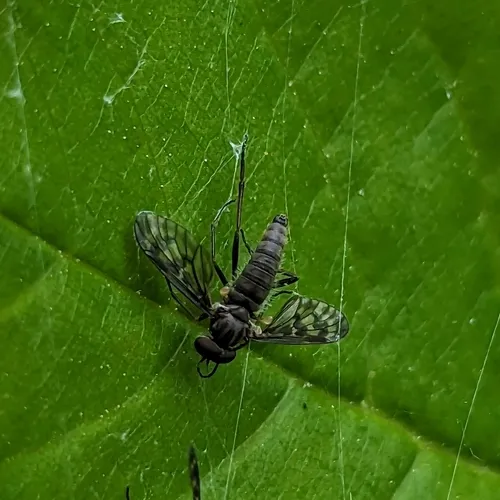 Rhagio plumbeus