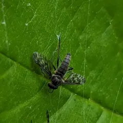 Rhagio plumbeus thumbnail 1