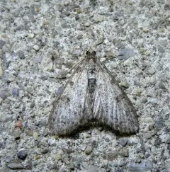 Palpita arsaltealis thumbnail 2