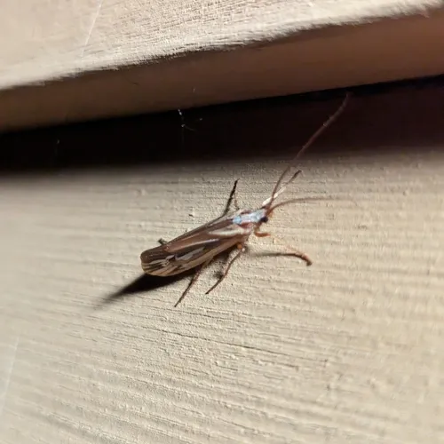 Ornate Northern Caddisfly