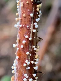 Capitotricha rubi thumbnail 3