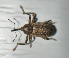 Eastern Cottonwood Weevil thumbnail 2