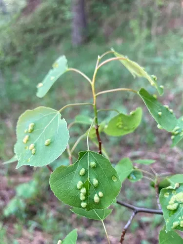 Poplar gall mite