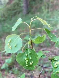 Poplar gall mite thumbnail 1
