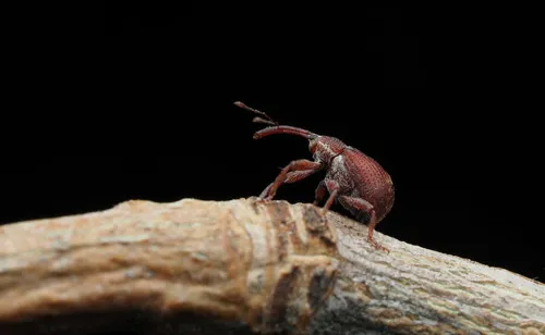 Anthonomus consors