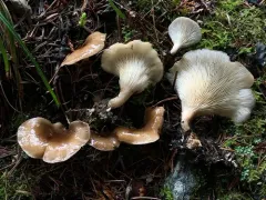 Woodchip Oyster thumbnail 2