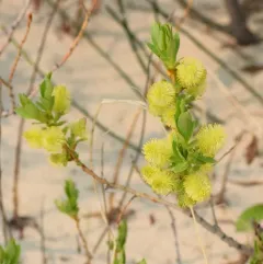 Autumn Willow thumbnail 4