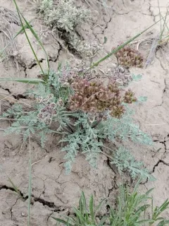 bulbous springparsley thumbnail 1