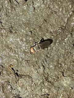 Atrichomelina pubera thumbnail 2