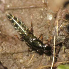 Iratiquedius prostans thumbnail 1