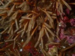 Microporina borealis thumbnail 2