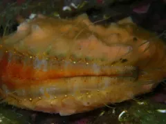 Smooth Scallop Sponge thumbnail 3