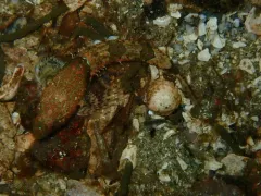 Spinynose Sculpin thumbnail 3